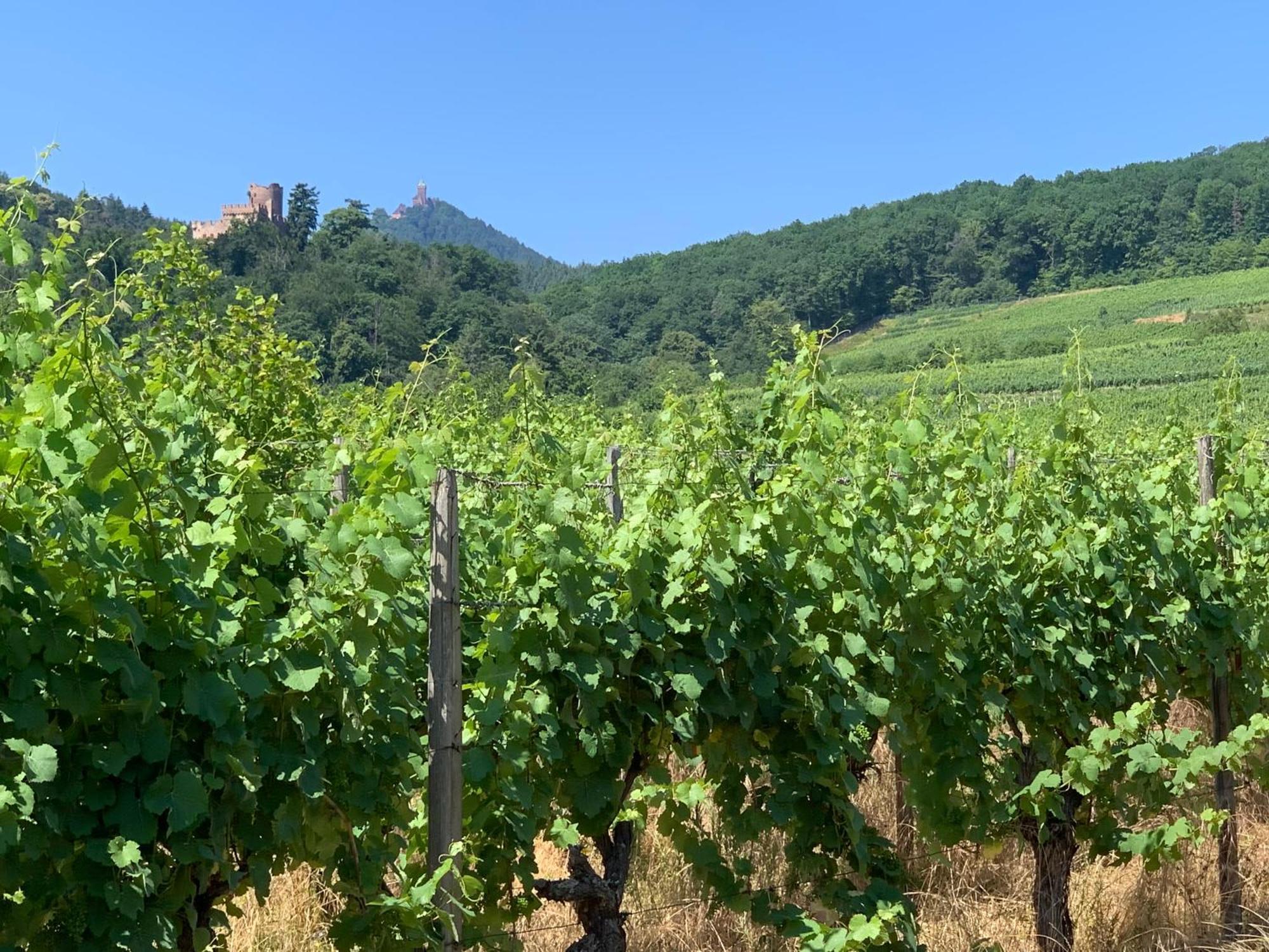 Bonne Idee - Georgette - Meuble De Tourisme 3 Etoiles * Chatenois (Bas-Rhin)